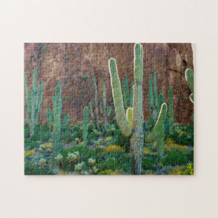 USA, Arizona. Saguaro-Kaktusfeld an einer Klippe