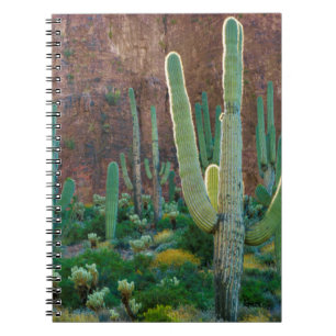 USA, Arizona. Saguaro-Kaktusfeld an einer Klippe Notizblock