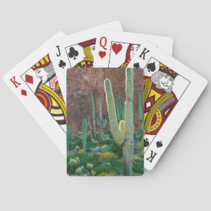 USA, Arizona. Saguaro-Kaktusfeld an einer Klippe Spielkarten