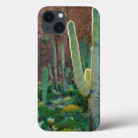 USA, Arizona. Saguaro-Kaktusfeld durch eine Klippe
