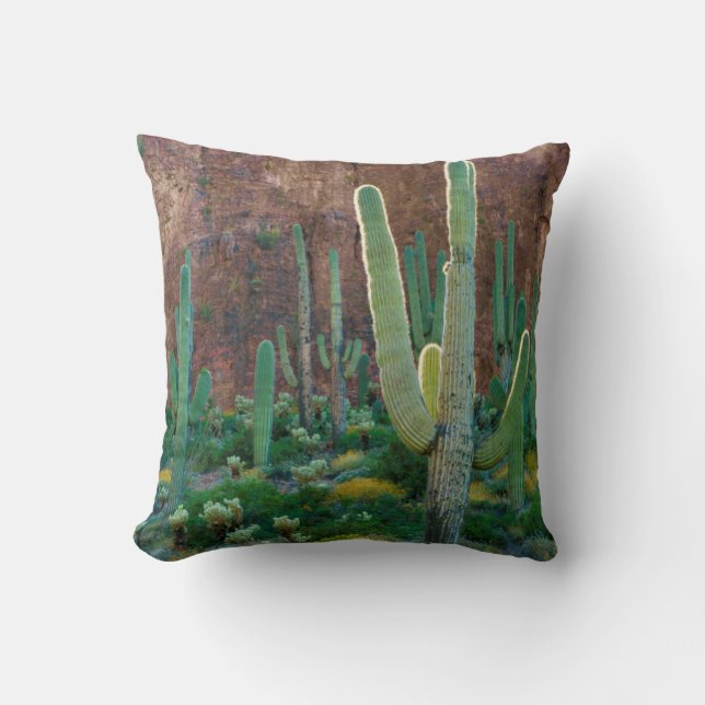 USA, Arizona. Saguaro-Kaktusfeld durch eine Klippe Kissen (Vorderseite)