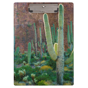 USA, Arizona. Saguaro-Kaktusfeld durch eine Klippe Klemmbrett