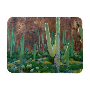 USA, Arizona. Saguaro-Kaktusfeld durch eine Klippe Magnet