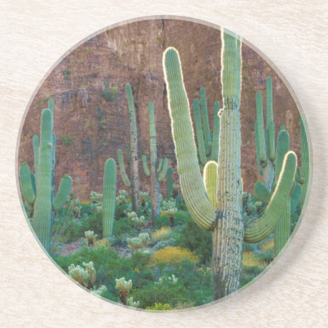 USA, Arizona. Saguaro-Kaktusfeld durch eine Klippe Untersetzer (Vorne)