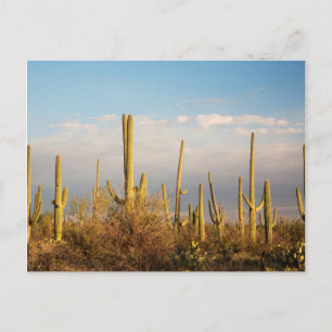 USA, Arizona, Saguaro-Nationalpark, Saguaro Postkarte