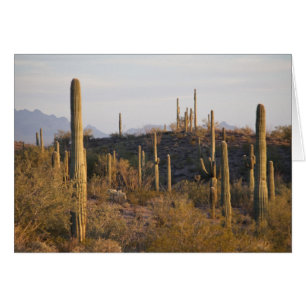 USA, Arizona, Sonoran Desert, Ajo, Ajo 2