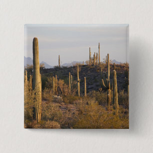 USA, Arizona, Sonoran Desert, Ajo, Ajo 2 Button