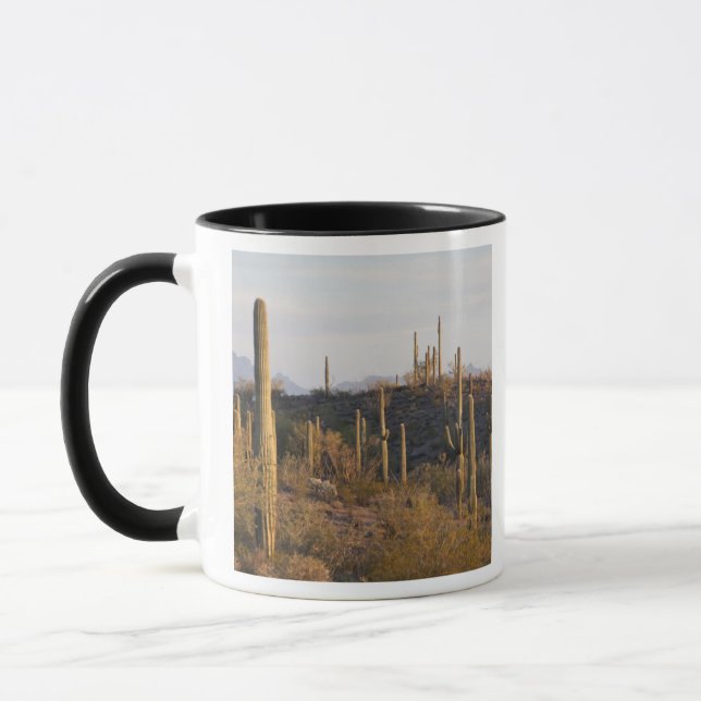 USA, Arizona, Sonoran Desert, Ajo, Ajo 2 Tasse (Links)