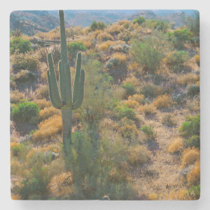 USA, Arizona. Wüstenansicht Steinuntersetzer