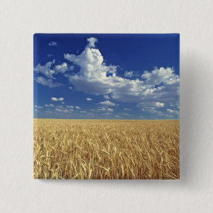 USA, Bundesstaat Washington, Colfax. Reifer Weizen Button