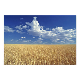 USA, Bundesstaat Washington, Colfax. Reifer Weizen Fotodruck