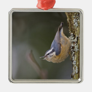 USA, Bundesstaat Washington, Kleiber mit roter Bru Silbernes Ornament