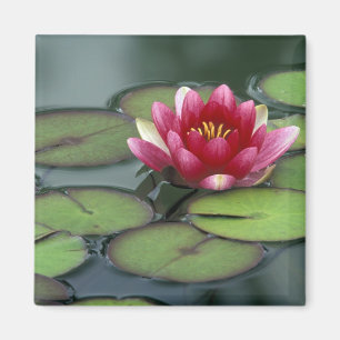 USA, Bundesstaat Washington, Seattle. Seerose und Magnet