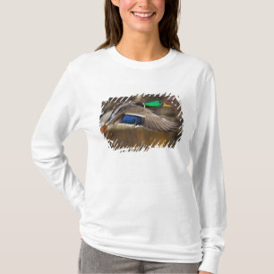 USA, Bundesstaat Washington, Stockente, männlich, T-Shirt