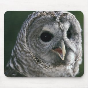 USA, Bundesstaat Washington. Streifenuhu (Strix va Mousepad