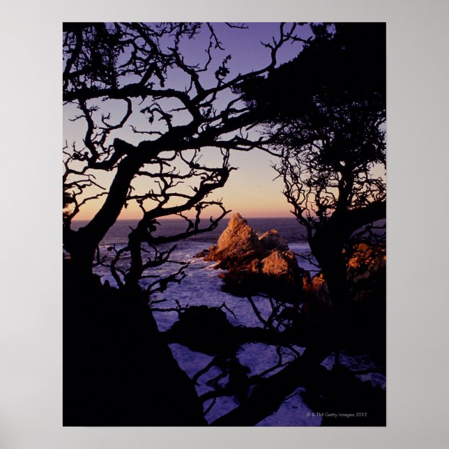 USA, California, Point Lobos, cypress tree and Poster (Vorne)
