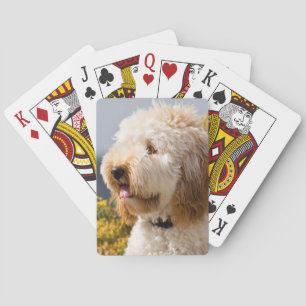 USA, California. Portrait Of Labradoodle 3 Spielkarten