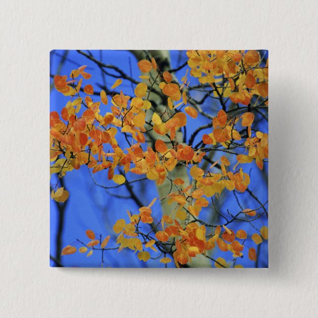 USA, Colorado. Aspen-Blätter, die Button (Vorderseite)