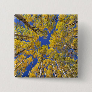 USA, Colorado, Aspen-Gebiet. Espenwald im Herbst Button
