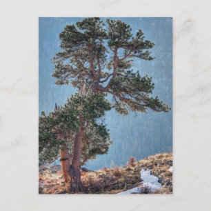 USA, Colorado, Baum in Estes Park Postkarte