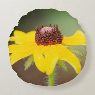 USA, Colorado, Boulder. Sonnenblume nah Rundes Kissen