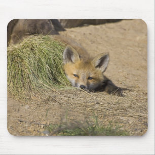 USA, Colorado, Breckenridge. Alarmierender Rotfuch Mousepad