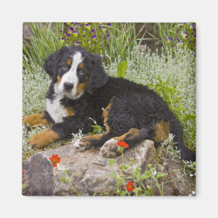 USA, Colorado, Breckenridge. Frau Bernese Magnet