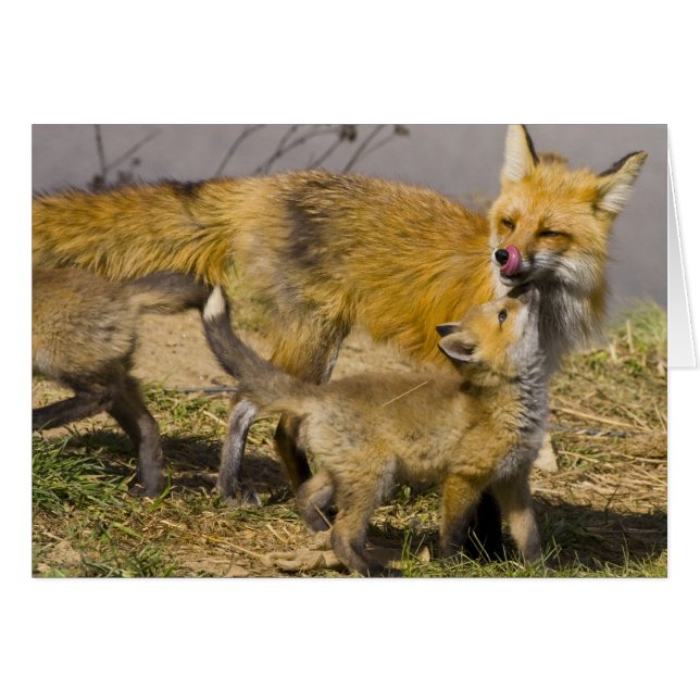 USA, Colorado, Breckenridge. Mutter von Rotfuchs (Vorderseite (Horizontal))