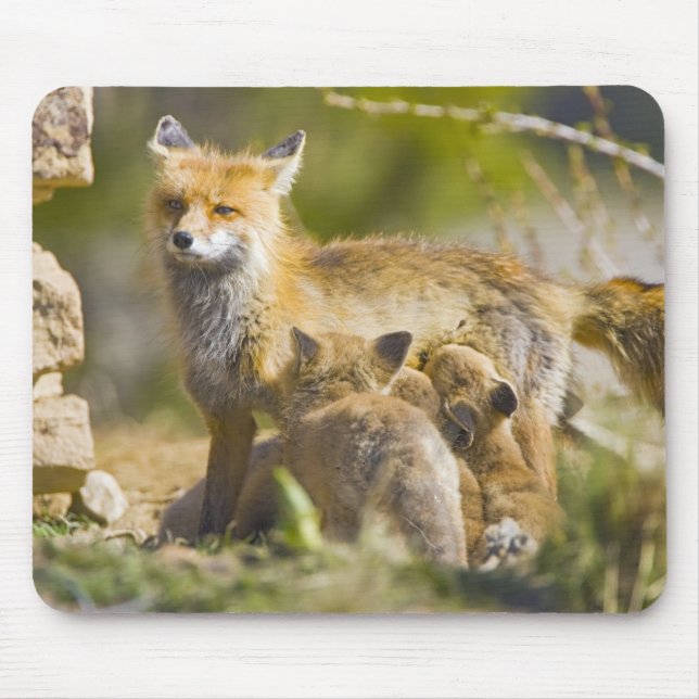 USA, Colorado, Breckenridge. Mutter von Rotfuchs 3 Mousepad (Vorne)