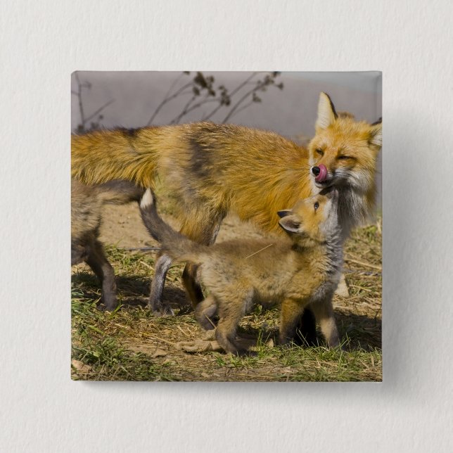USA, Colorado, Breckenridge. Mutter von Rotfuchs Button (Vorderseite)
