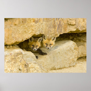 USA, Colorado, Breckenridge. Neugieriger Rotfuchs Poster