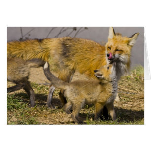 USA, Colorado, Breckenridge. Rotfuchs-Mutter