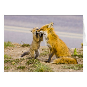 USA, Colorado, Breckenridge. Rotfuchs-Mutter 2