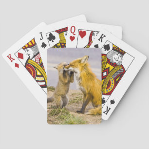 USA, Colorado, Breckenridge. Rotfuchs-Mutter 2 Spielkarten