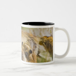USA, Colorado, Breckenridge. Rotfuchs-Mutter 3 Zweifarbige Tasse