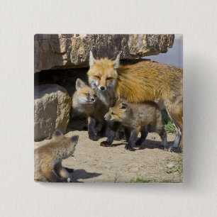 USA, Colorado, Breckenridge. Rotfuchs-Mutter 4 Button
