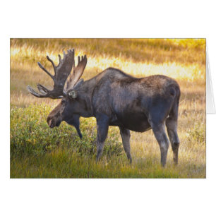 USA, Colorado, Cameron Pass. Bull-Elch