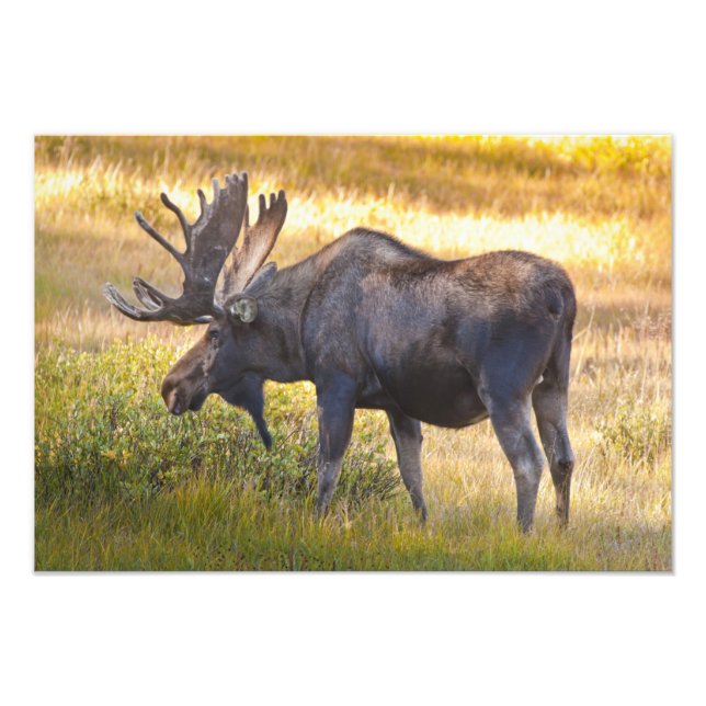 USA, Colorado, Cameron Pass. Bullenmuschel Fotodruck (Vorne)