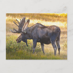 USA, Colorado, Cameron Pass. Bullenmuschel Postkarte