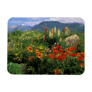 USA, Colorado, Crested Butte. Mohn und Lupine Magnet