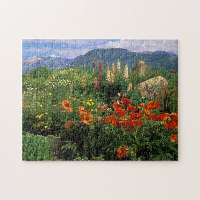 USA, Colorado, Crested Butte. Pflaumen und Lupine (Horizontal)