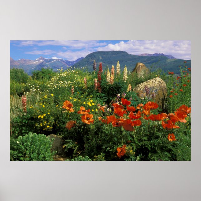 USA, Colorado, Crested Butte. Pflaumen und Lupine Poster (Vorne)