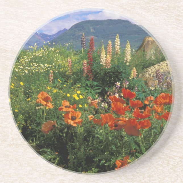 USA, Colorado, Crested Butte. Pflaumen und Lupine Sandstein Untersetzer (Vorne)