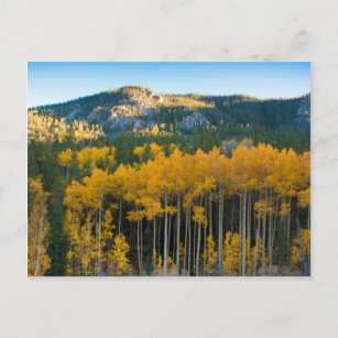 USA, Colorado Hellgelbe Aspen in Rockies Postkarte
