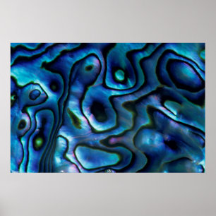 USA, Colorado, Lafayette. Abalone shell Poster