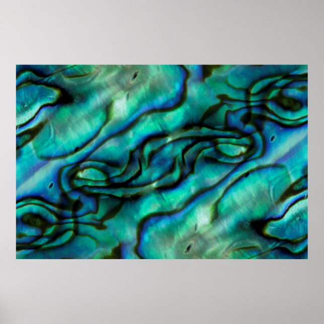 USA, Colorado, Lafayette. Muschel Abalone Poster (Vorne)