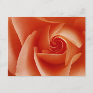 USA, Colorado, Lafayette. Pfirsich-Rose Nahaufnahm Postkarte