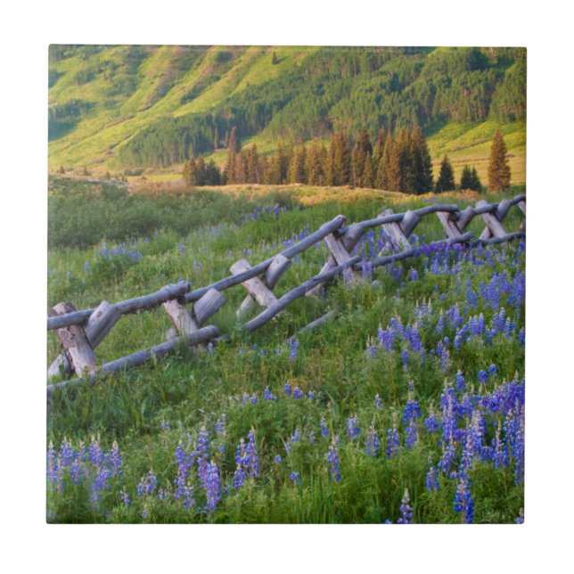USA, Colorado. Lupinen und Eisenbahnzaun Fliese (Vorderseite)