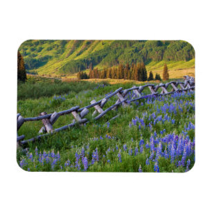 USA, Colorado Lupinen und Eisenbahnzaun Magnet
