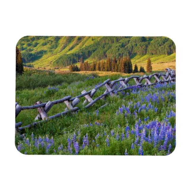 USA, Colorado Lupinen und Eisenbahnzaun Magnet (Horizontal)